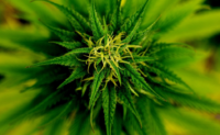 marijuana plant